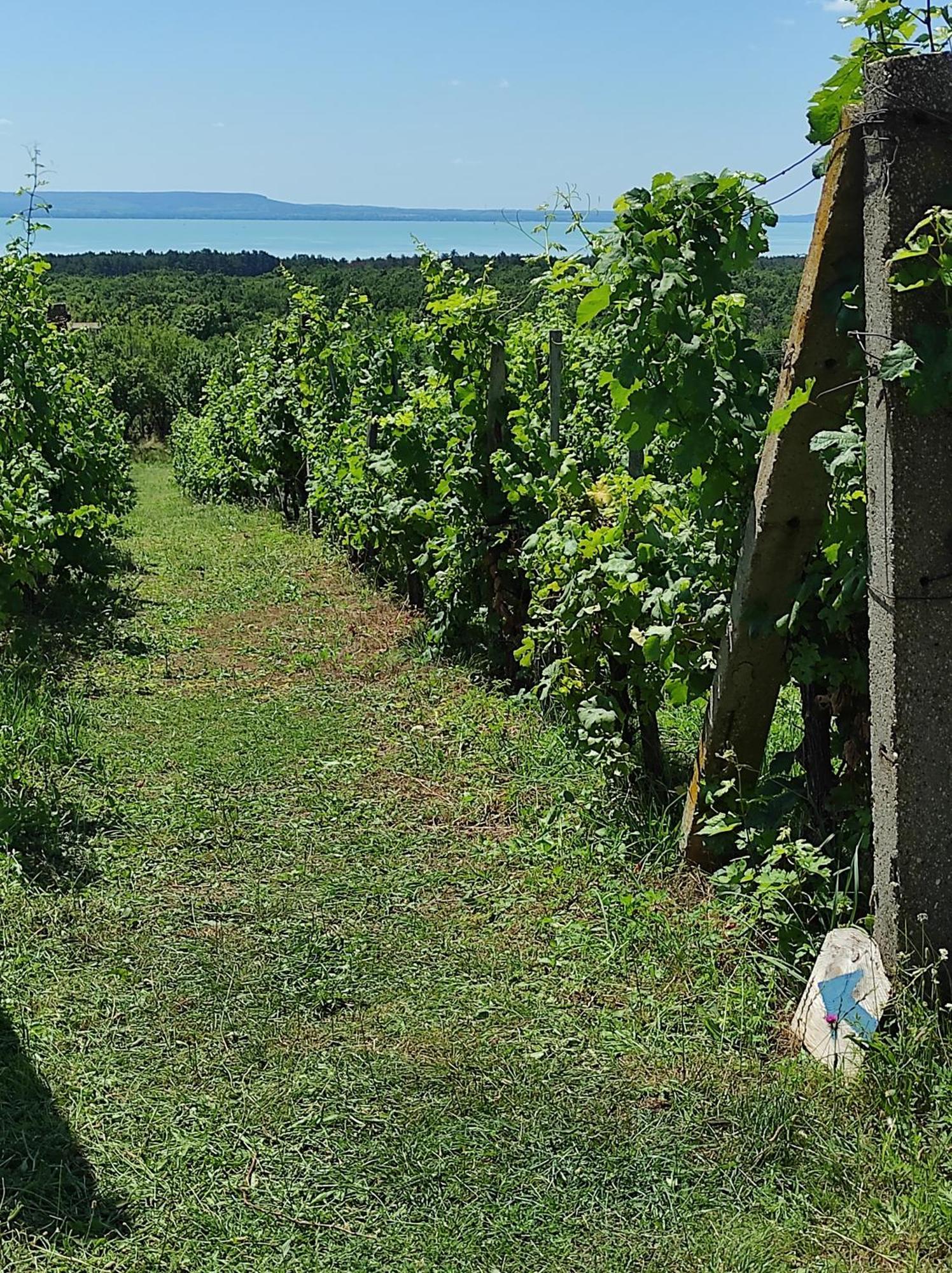 Napraszállás Vendégház Balatonakali Exterior foto